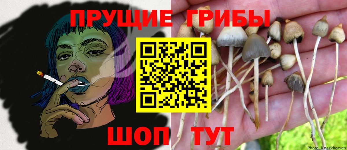 Псилоцибиновые грибы прущие грибы Таганрог